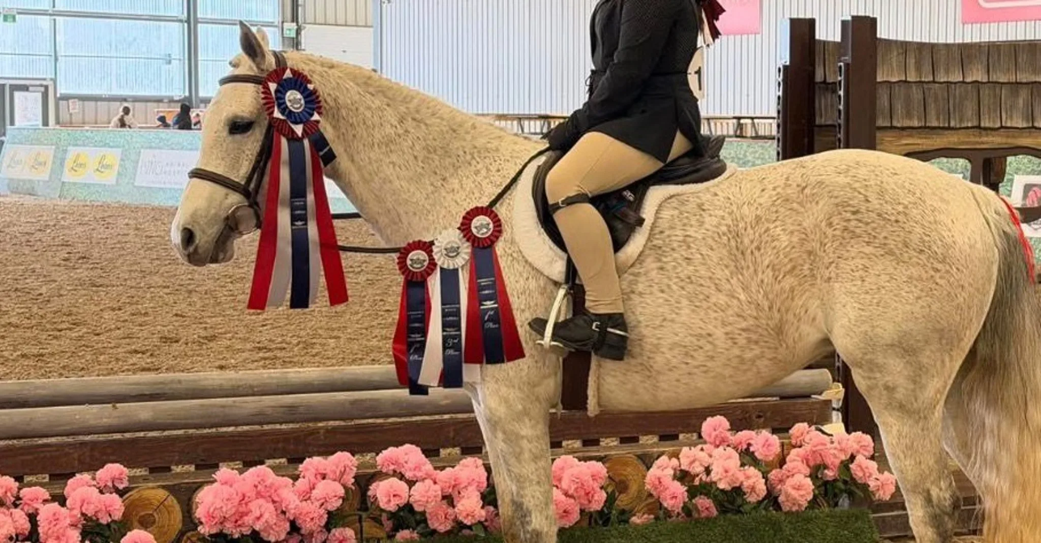 Horse wearing championship ribbons at an equestrian competition
