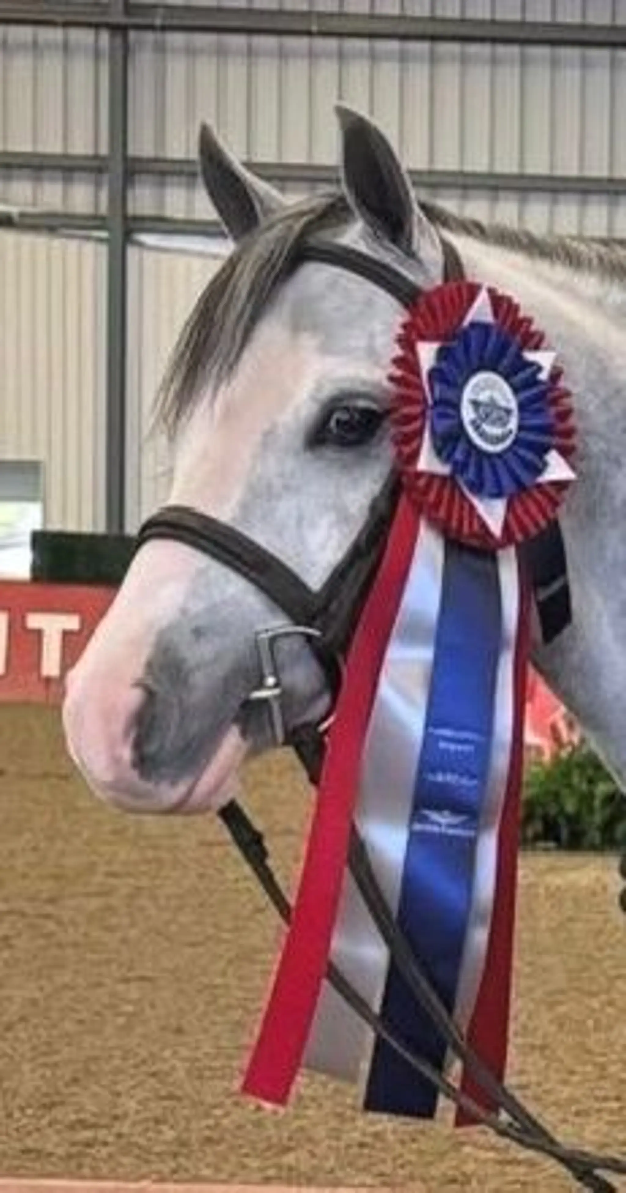 Horse decorated with championship award ribbons at a competition
